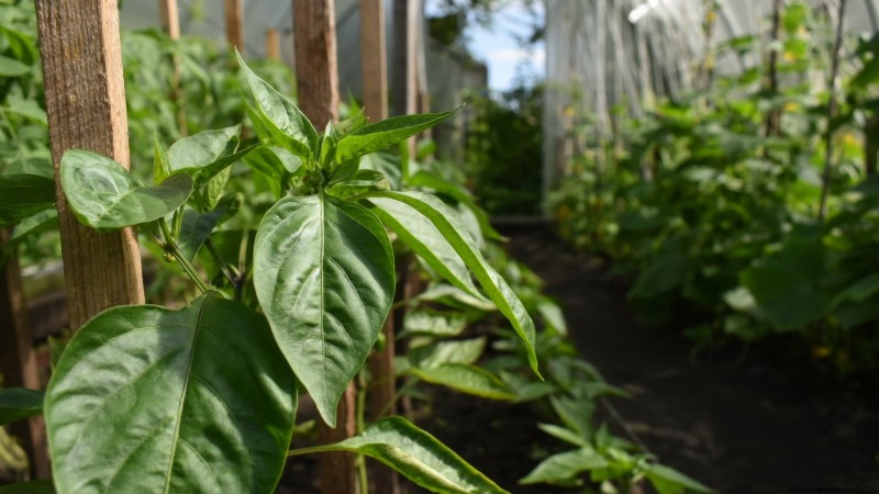 Cultivez, entretenez et récoltez des piments Pimiento :votre guide complet 