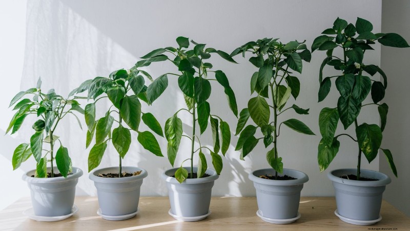 Cultivez, entretenez et récoltez des piments Pimiento :votre guide complet 