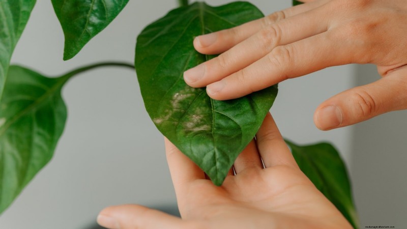 Cultivez, entretenez et récoltez des piments Pimiento :votre guide complet 