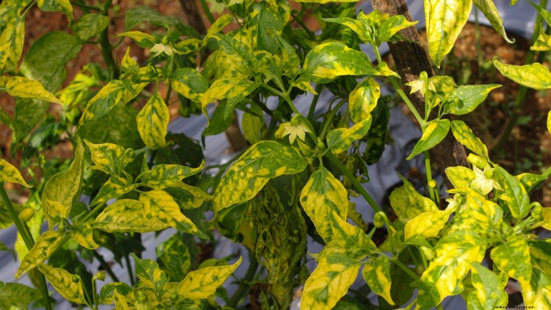 Cultivez, entretenez et récoltez des piments Pimiento :votre guide complet 