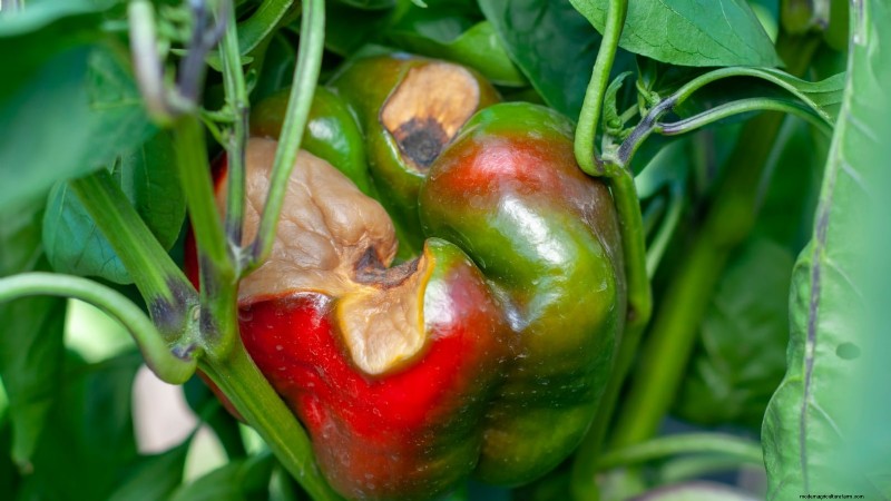 Cultivez, entretenez et récoltez des piments Pimiento :votre guide complet 