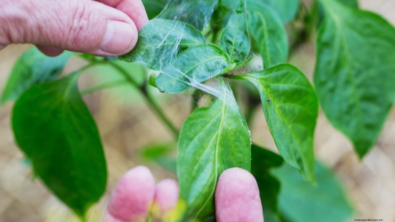 Cultivez, entretenez et récoltez des piments Pimiento :votre guide complet 