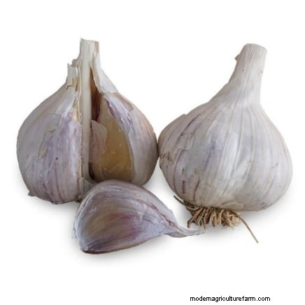 Music Hardneck Garlic :Guide d experts sur la plantation, la culture et l entretien 