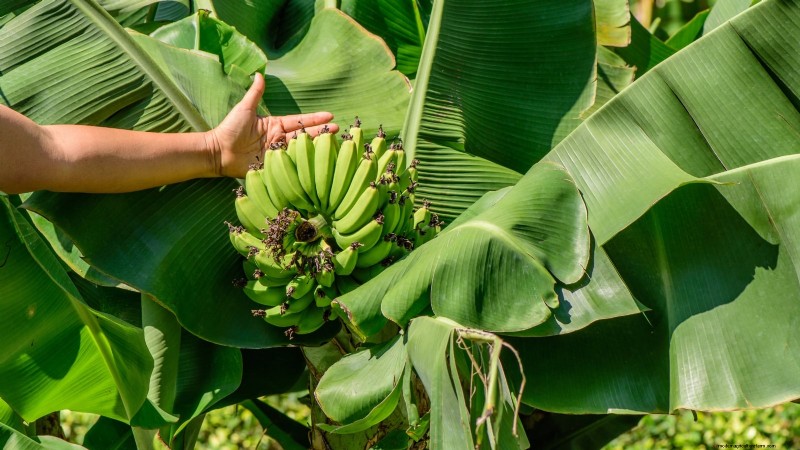 Guide incontournable des 9 meilleurs bananiers pour votre jardin potager 