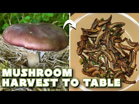 Kweek thuis verse champignons uit in de winkel gekochte stukken