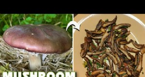 Kweek thuis verse champignons uit in de winkel gekochte stukken 