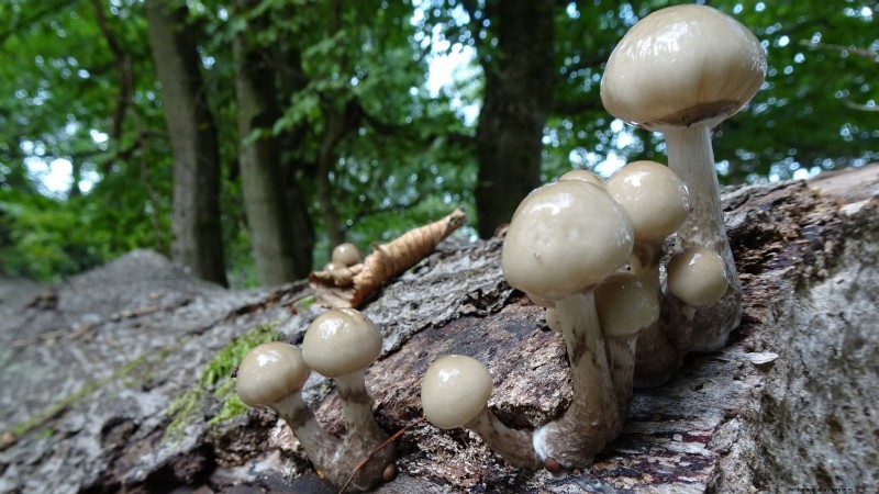 Kweek thuis verse champignons uit in de winkel gekochte stukken 
