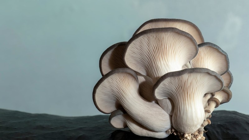 Kweek thuis verse champignons uit in de winkel gekochte stukken 