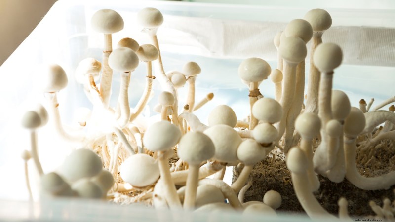 Kweek thuis verse champignons uit in de winkel gekochte stukken 