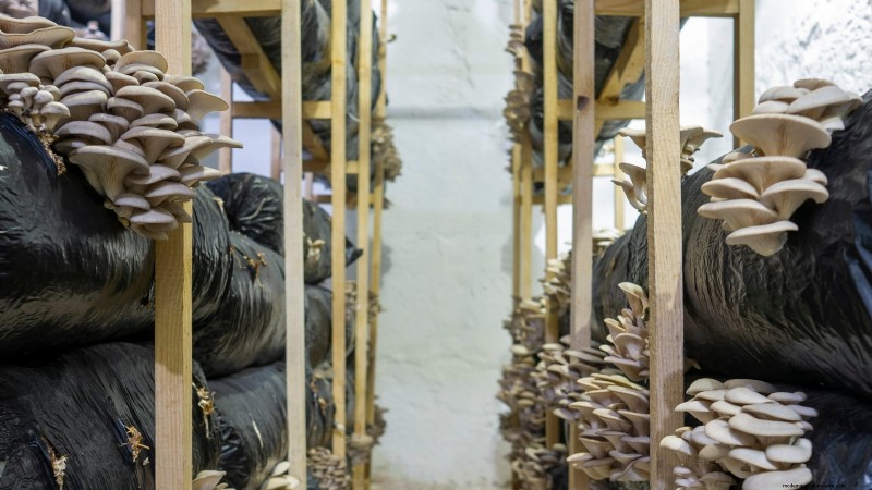 Kweek thuis verse champignons uit in de winkel gekochte stukken 