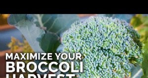 Meesterschap over broccoli in verhoogde bedden:tips van experts voor een bloeiende, ongediertevrije oogst 