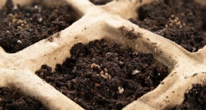 5 stratégies éprouvées pour faire pousser du céleri dans des plates-bandes surélevées 