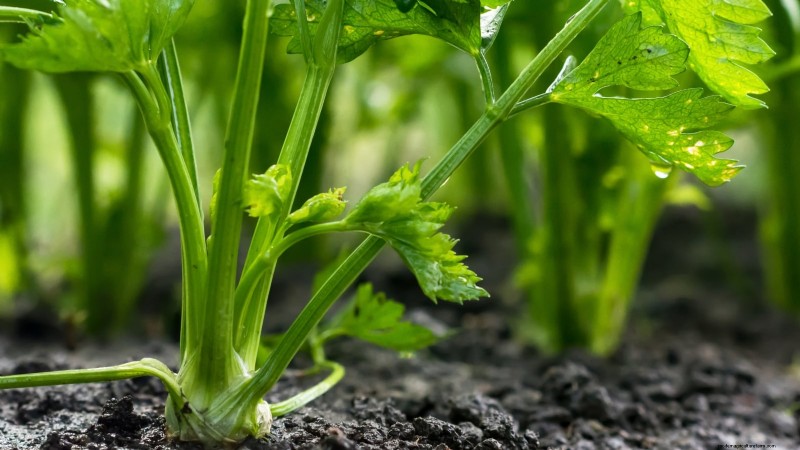 5 beprövade strategier för blomstrande selleri i upphöjda sängar 