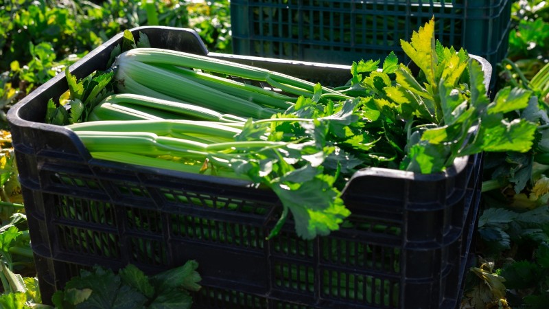 5 beprövade strategier för blomstrande selleri i upphöjda sängar 