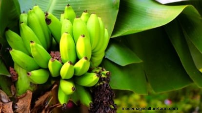 ドワーフ キャベンディッシュ バナナの木を植え、育て、世話する:総合ガイド 