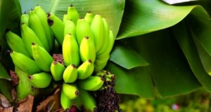 Menanam, Menumbuhkan, dan Merawat Pohon Pisang Kerdil Cavendish:Panduan Komprehensif 
