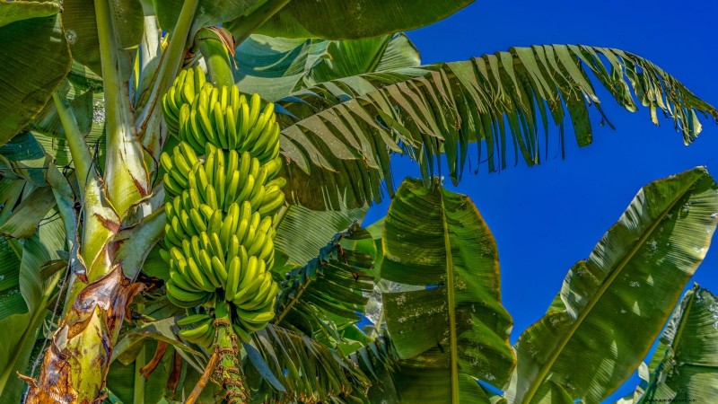 ドワーフ キャベンディッシュ バナナの木を植え、育て、世話する:総合ガイド 