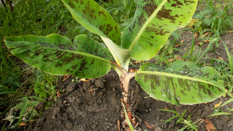 ドワーフ キャベンディッシュ バナナの木を植え、育て、世話する:総合ガイド 