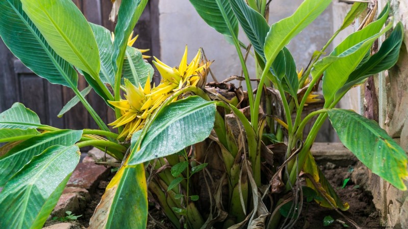 ドワーフ キャベンディッシュ バナナの木を植え、育て、世話する:総合ガイド 