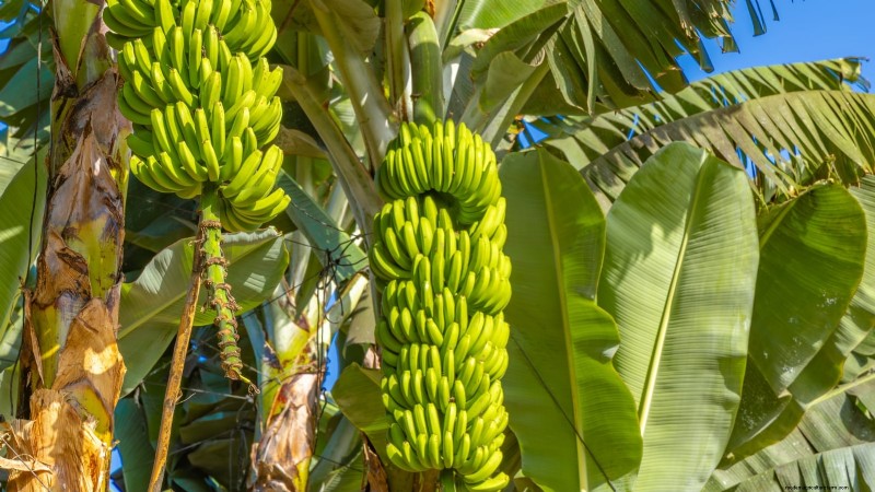 ドワーフ キャベンディッシュ バナナの木を植え、育て、世話する:総合ガイド 