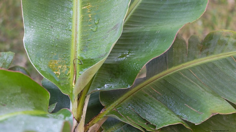 ドワーフ キャベンディッシュ バナナの木を植え、育て、世話する:総合ガイド 