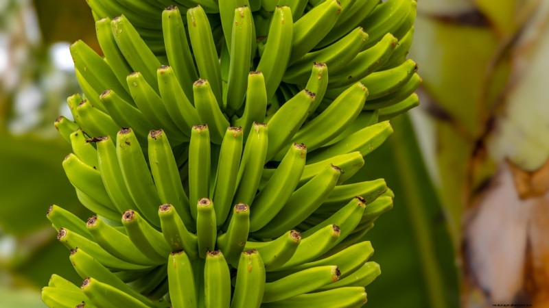 ドワーフ キャベンディッシュ バナナの木を植え、育て、世話する:総合ガイド 