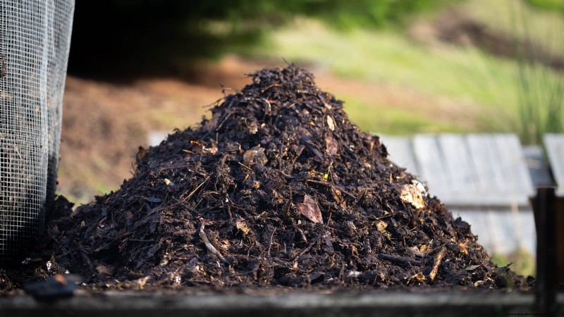 ドワーフ キャベンディッシュ バナナの木を植え、育て、世話する:総合ガイド 