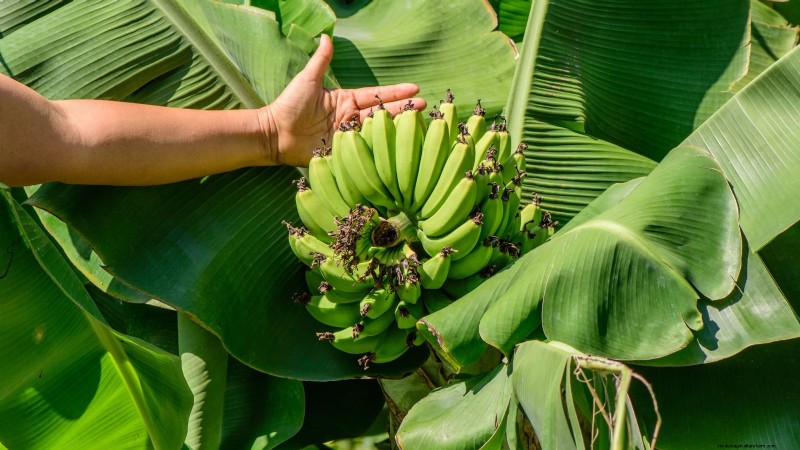 ドワーフ キャベンディッシュ バナナの木を植え、育て、世話する:総合ガイド 