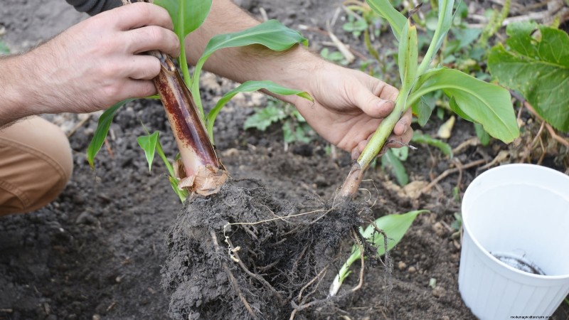 ドワーフ キャベンディッシュ バナナの木を植え、育て、世話する:総合ガイド 