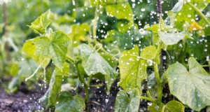 キュウリの葉が黄色くなる 7 つの一般的な原因 (およびその修復方法) 
