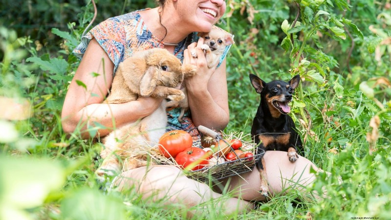 Tomato Plants:Are They Safe for Dogs and Cats? 