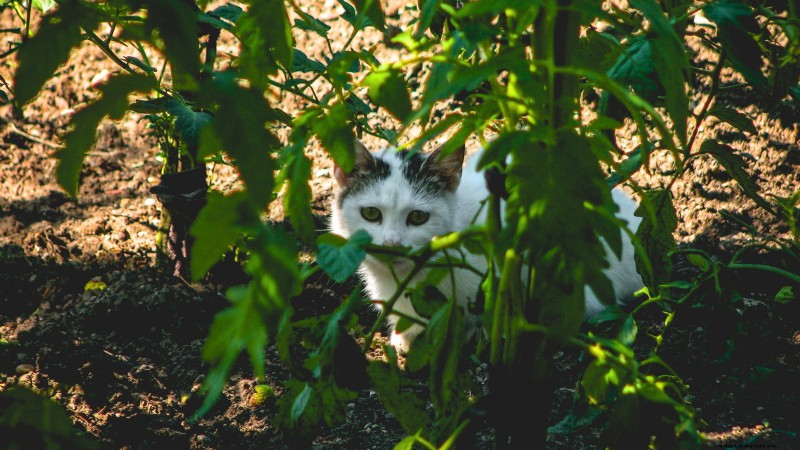 Tomato Plants:Are They Safe for Dogs and Cats? 