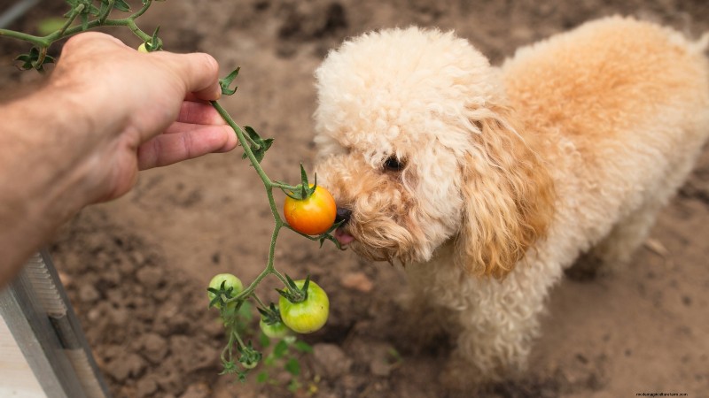 Tomato Plants:Are They Safe for Dogs and Cats? 
