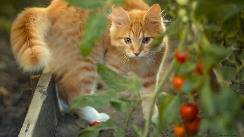 Tomato Plants:Are They Safe for Dogs and Cats? 