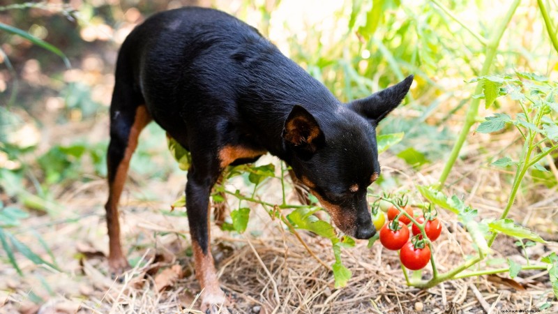 Tomato Plants:Are They Safe for Dogs and Cats? 