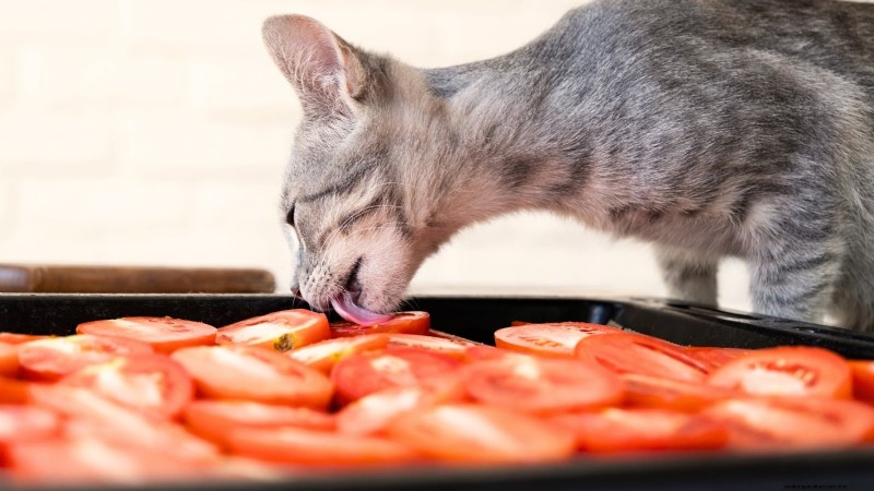 Tomato Plants:Are They Safe for Dogs and Cats? 