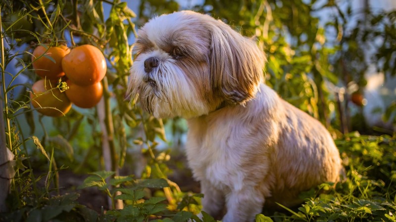 Tomato Plants:Are They Safe for Dogs and Cats? 