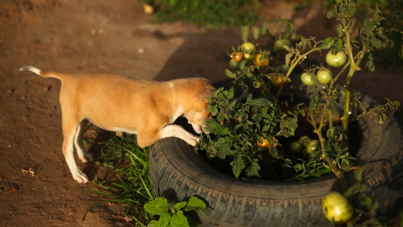 Tomato Plants:Are They Safe for Dogs and Cats? 