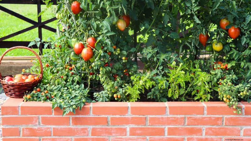 Tomato Plants:Are They Safe for Dogs and Cats? 