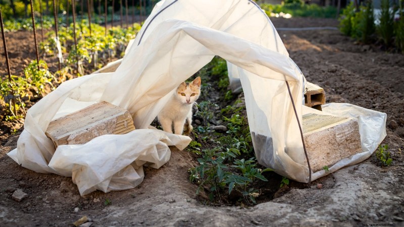 Tomato Plants:Are They Safe for Dogs and Cats? 