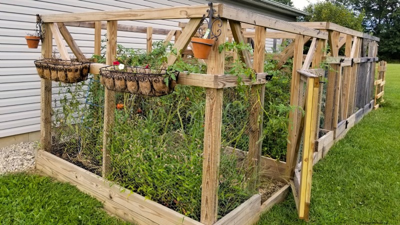 Tomato Plants:Are They Safe for Dogs and Cats? 