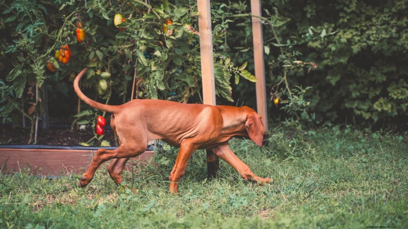 Tomato Plants:Are They Safe for Dogs and Cats? 