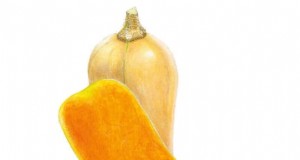 Guida dell esperto:coltivare la zucca in letti rialzati con consigli comprovati 