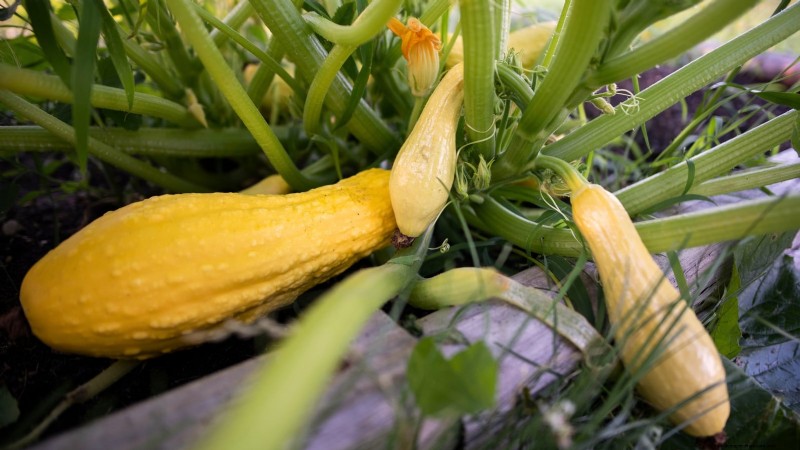 Guide d expert :Cultiver des courges dans des plates-bandes surélevées avec des conseils éprouvés 