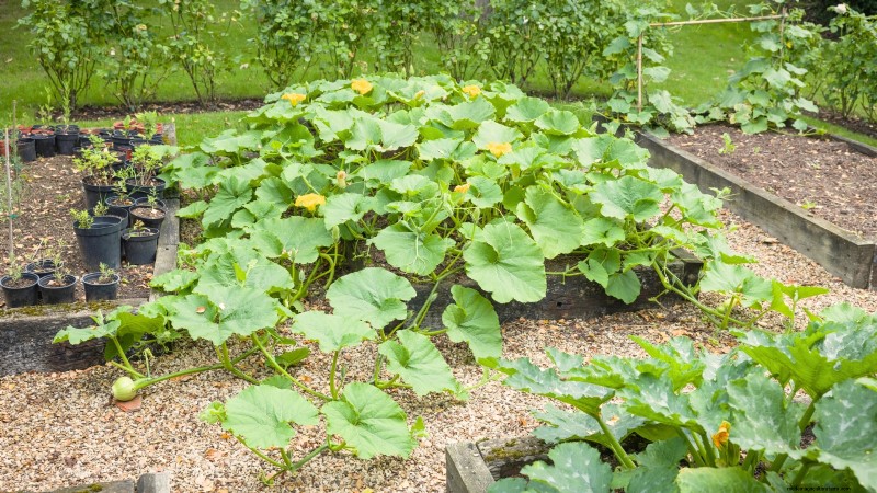 Guide d expert :Cultiver des courges dans des plates-bandes surélevées avec des conseils éprouvés 