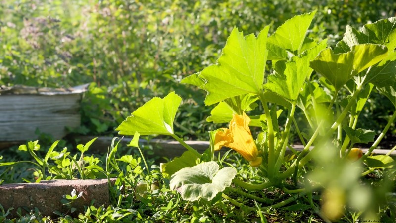 Guide d expert :Cultiver des courges dans des plates-bandes surélevées avec des conseils éprouvés 