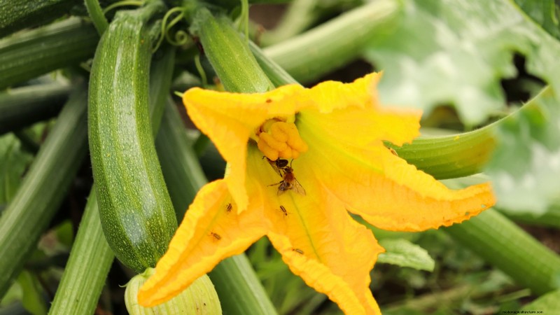 Guide d expert :Cultiver des courges dans des plates-bandes surélevées avec des conseils éprouvés 
