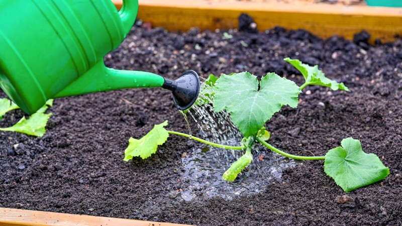 Guide d expert :Cultiver des courges dans des plates-bandes surélevées avec des conseils éprouvés 