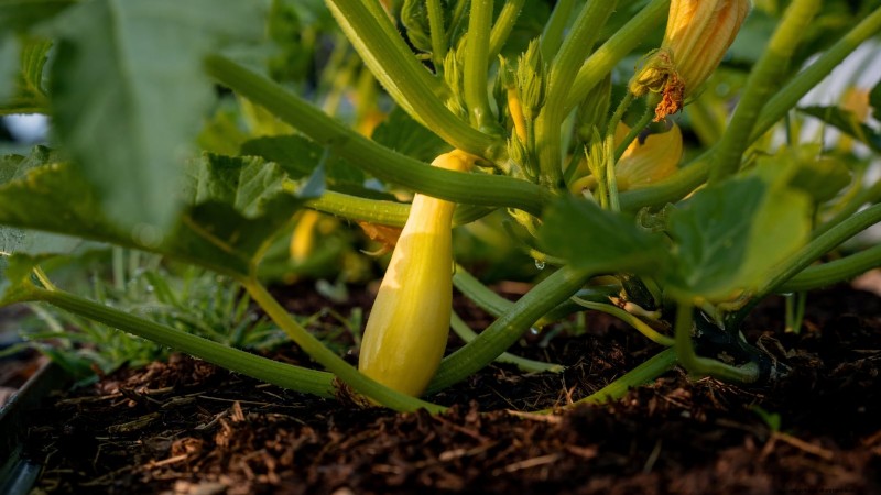 Guide d expert :Cultiver des courges dans des plates-bandes surélevées avec des conseils éprouvés 