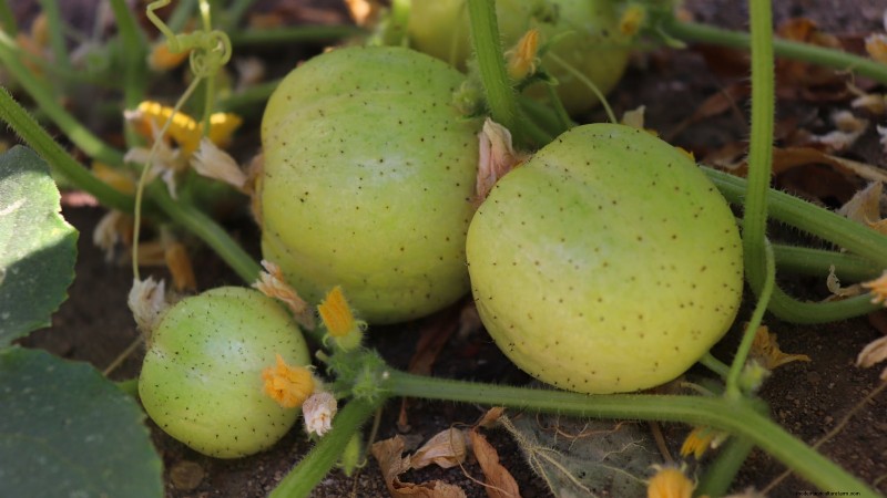 Citroenkomkommers planten, kweken en verzorgen:deskundige gids 